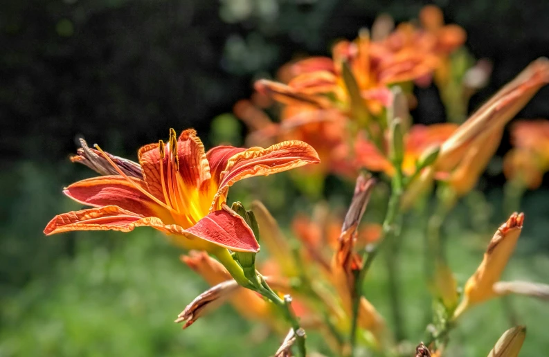 a field filled with orange and yellow flowers