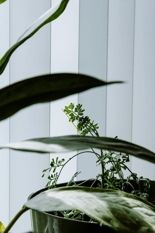 an open pot with plants and leaves growing in it