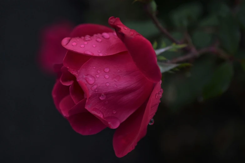 a red flower with water droplets on it