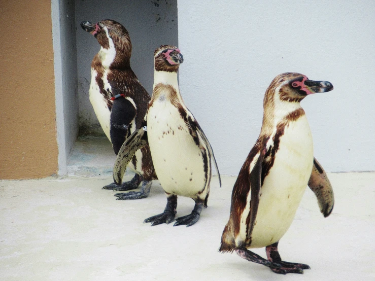 four penguins standing next to each other in the snow