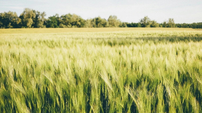 the image shows a large field with lots of grass