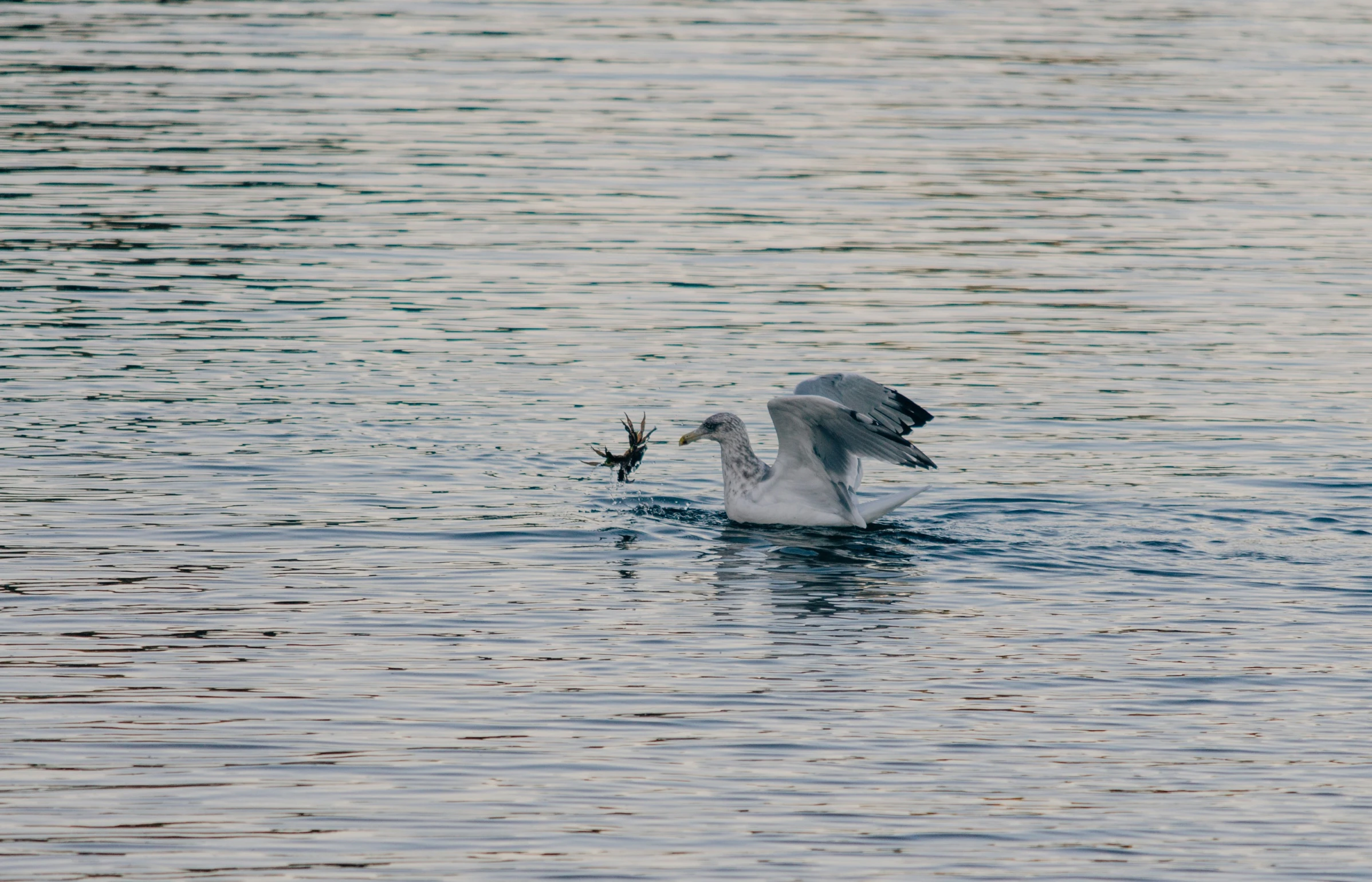 a white bird is flying low to the water