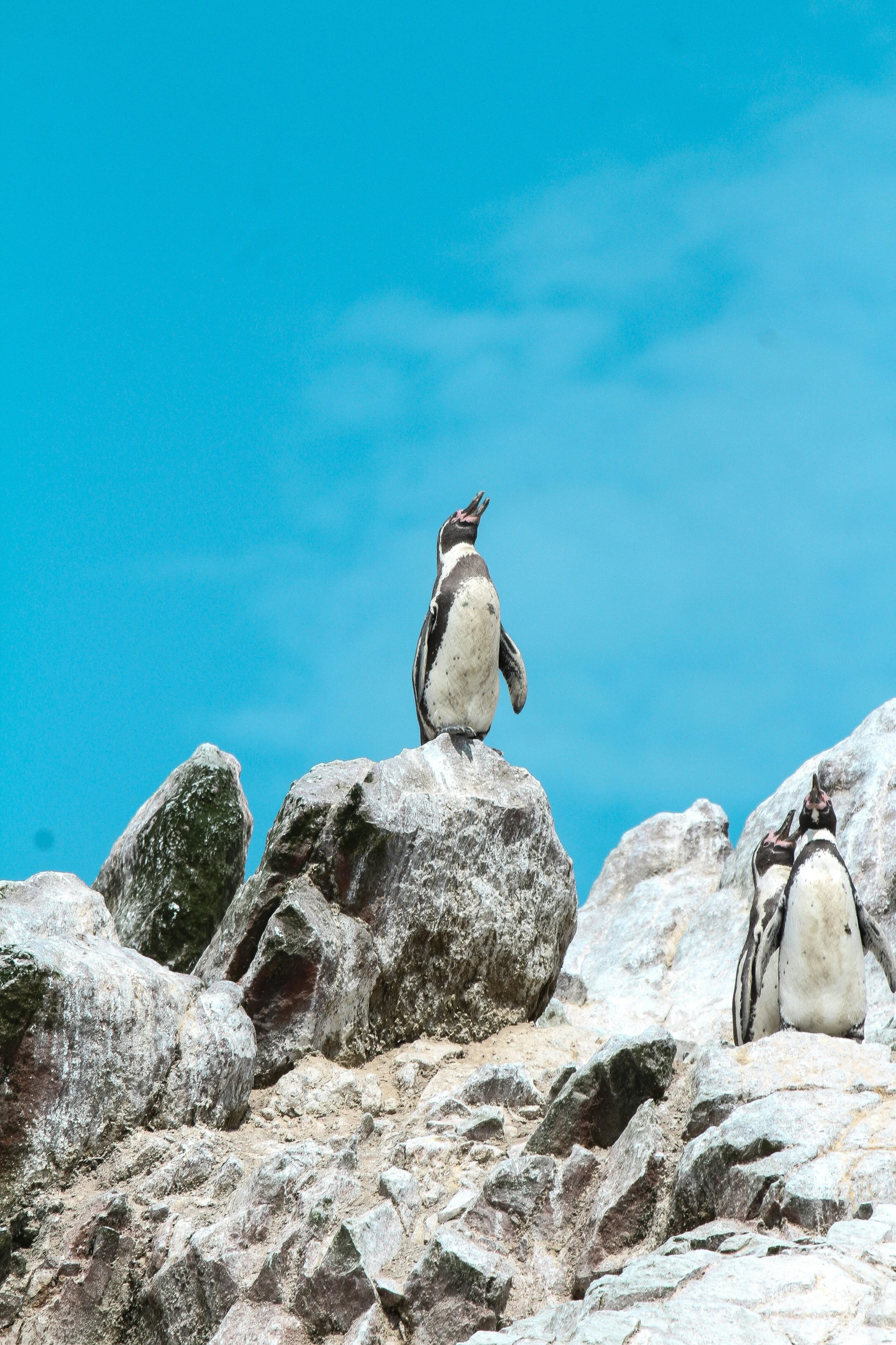 a penguin standing on top of rocks near a backpack