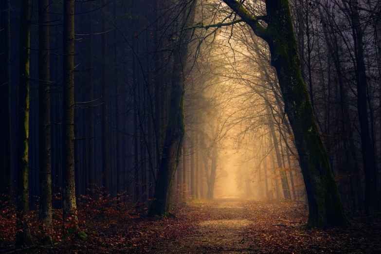 the path leading to the woods is lit by the bright light