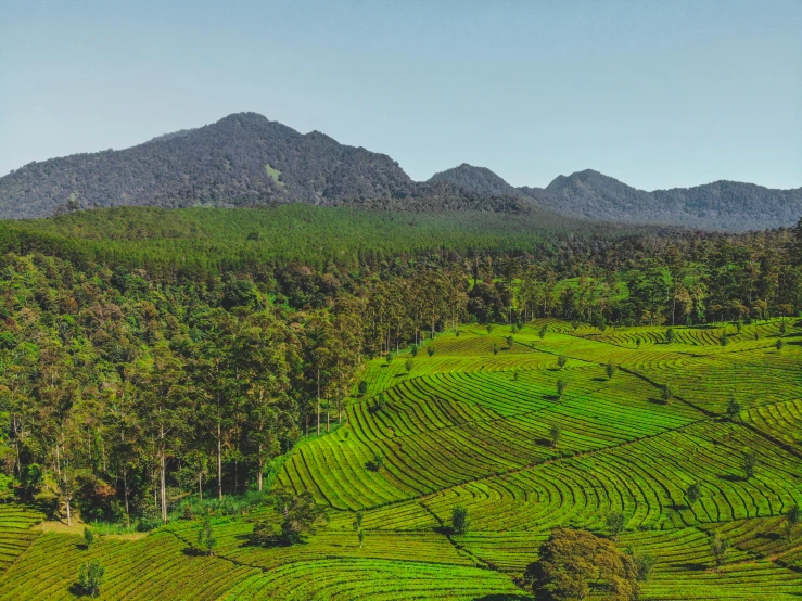 an aerial view of a scenic tropical jungle