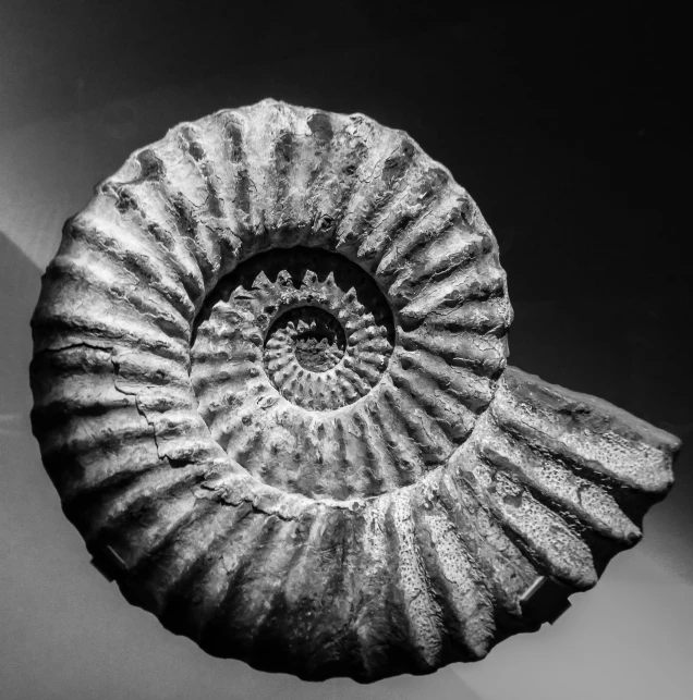 a black and white po of a spiral shaped object