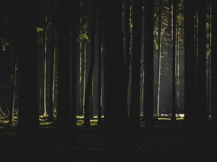 a wooded area with tall trees and a bench at the end