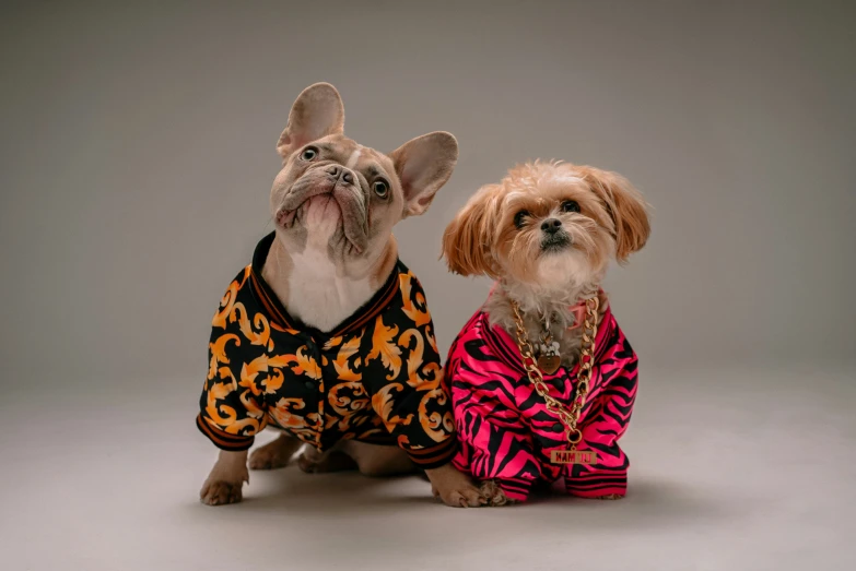 two dogs wearing clothes are posing for a po