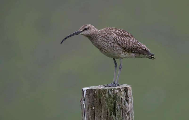 a bird with a long beak standing on top of a wooden post