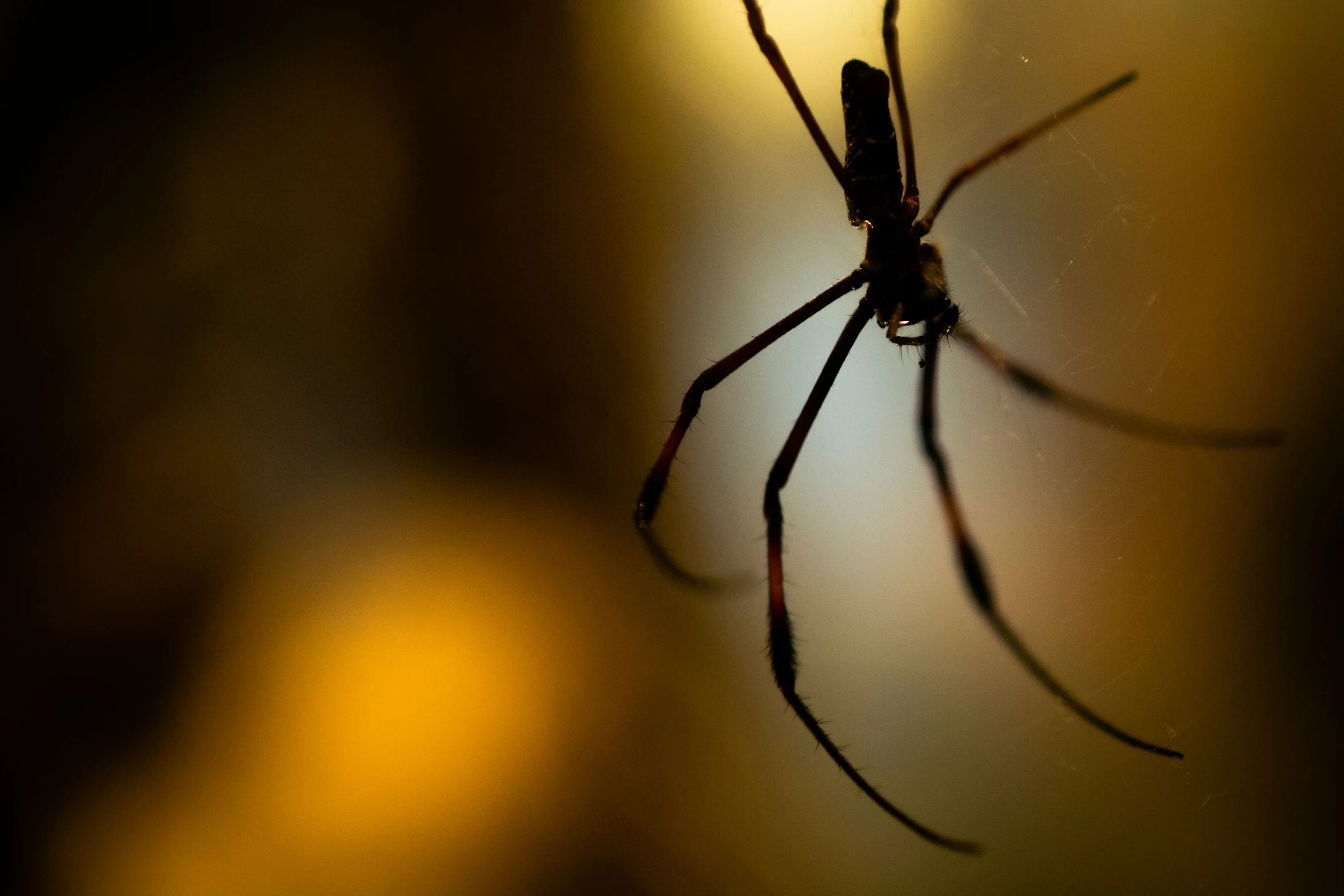 the underside of a spider sitting on a glass surface