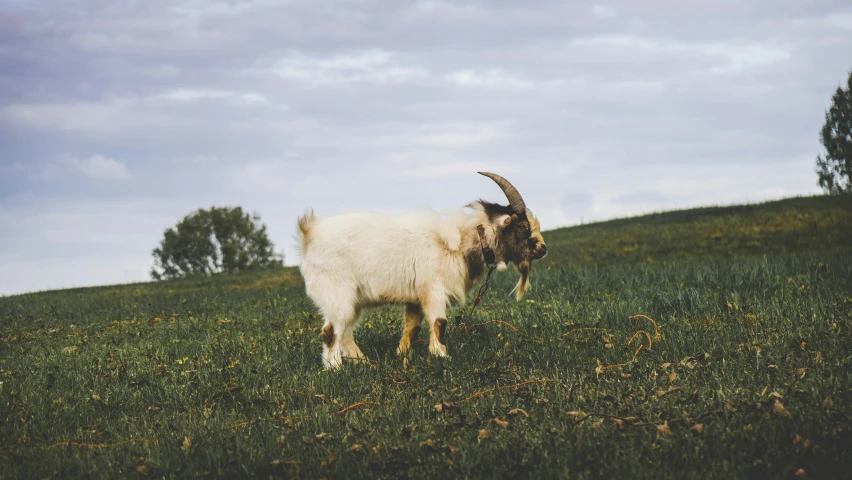 an animal that is standing on some grass