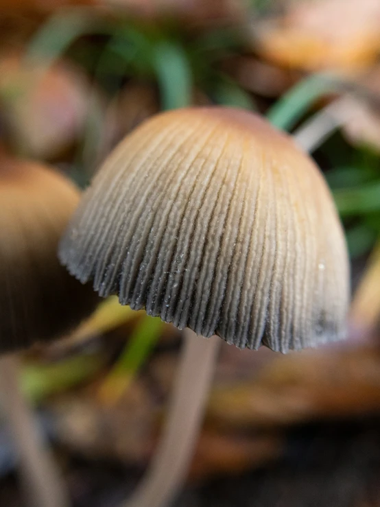 closeup image of an almost white mushroom with water droplets on it