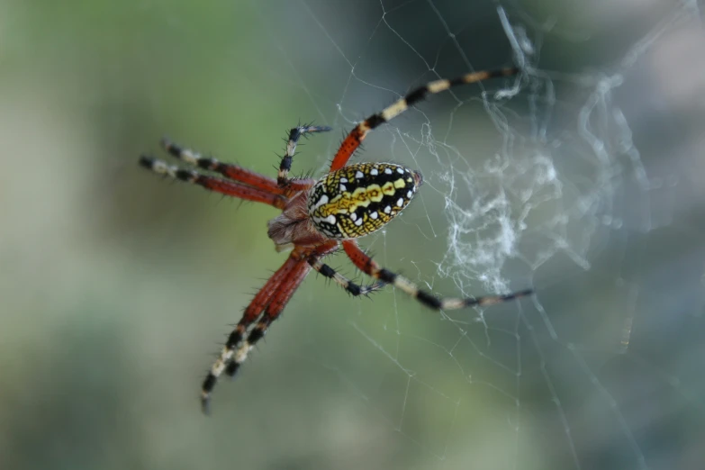 a close up image of a big spider