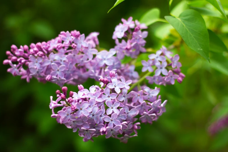 this is a beautiful po of a lilacflower blooming