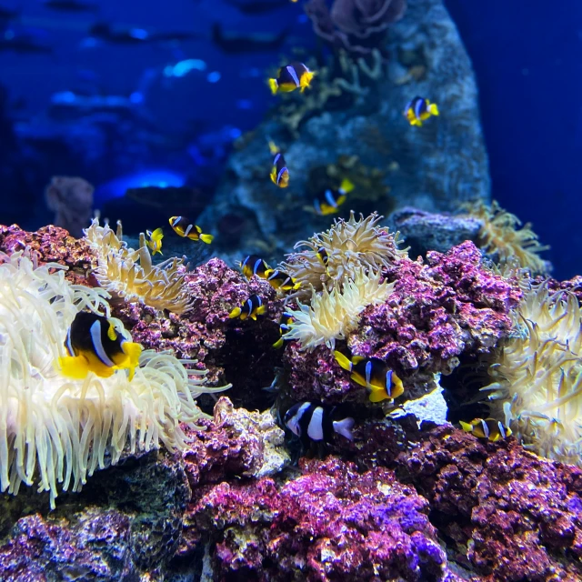 an aquarium with fish and sea creatures