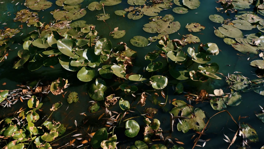 a couple of water plants that are in the water