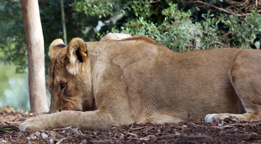 a lion laying down on the ground in the forest