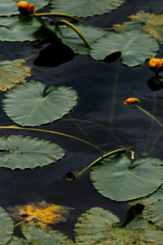 water lilies with long, thin buds floating in the pond