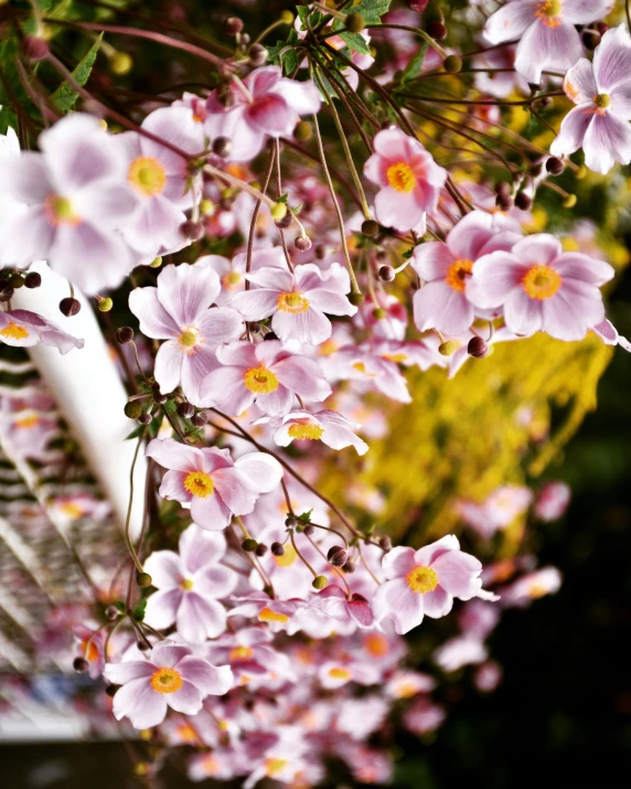 pink flowers are growing on a tree outside