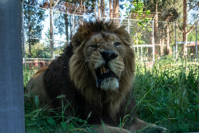 a very big furry lion roaring in the grass