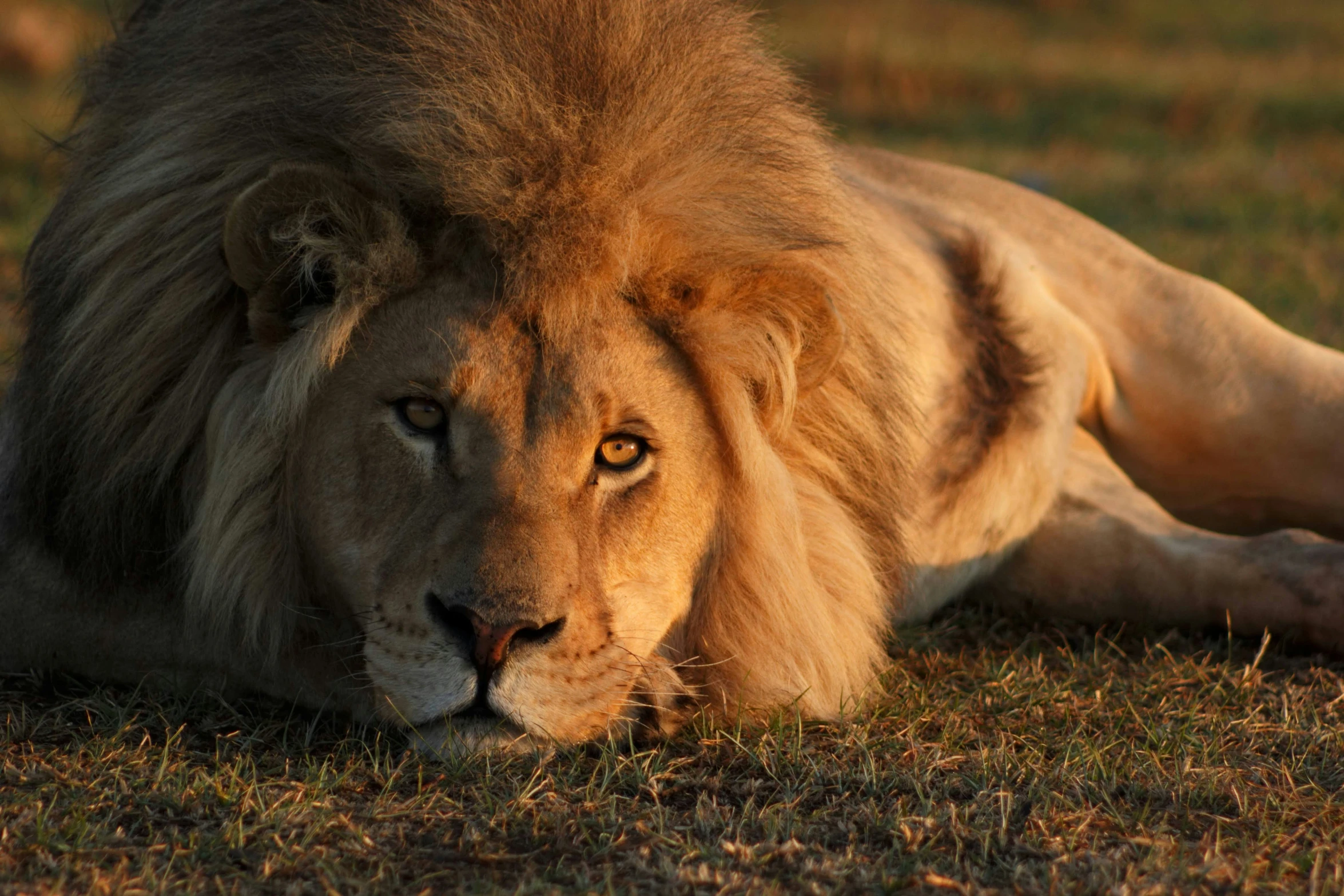 a lion sitting on a green field, its head resting on the ground