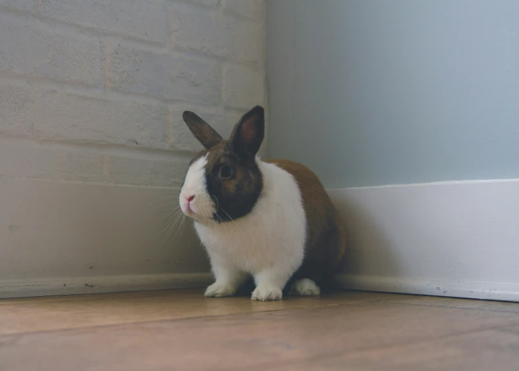 a black and white bunny is looking over the wall