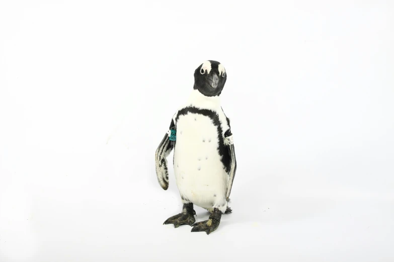 a small penguin in a white background that appears to be an image