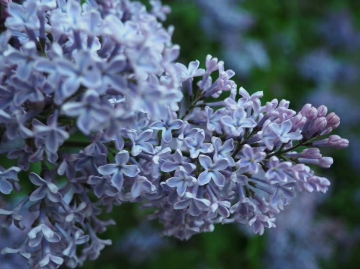 a closeup s of a bunch of flowers