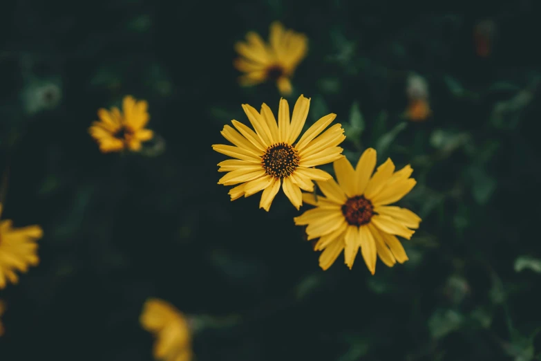 close up s of yellow daisies in bloom