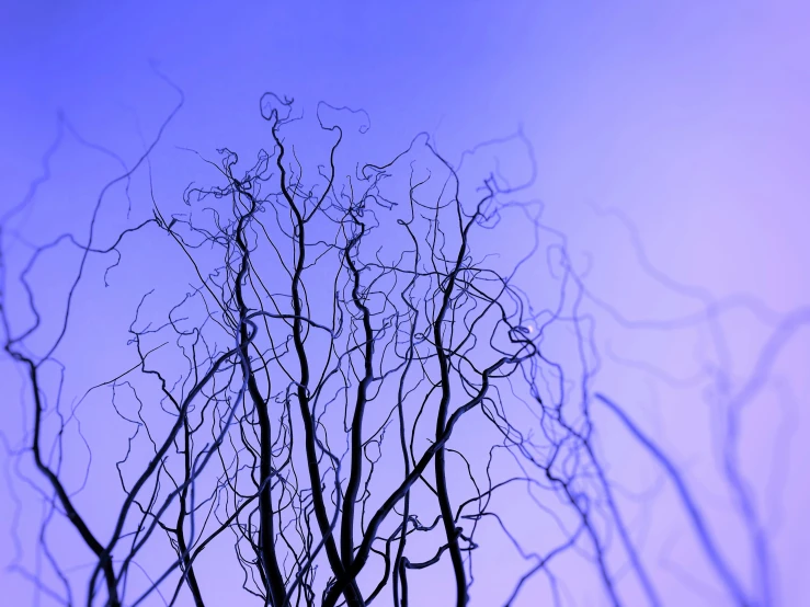 a blue sky behind a tree with no leaves