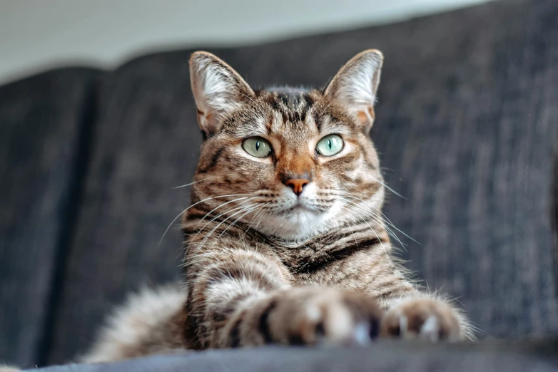 the cat is sitting on a couch with its paws over the top of the seat