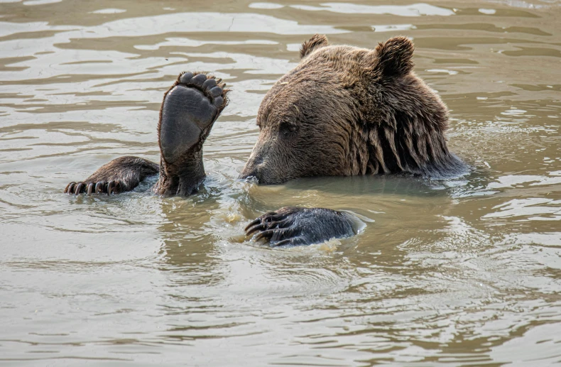 an adult bear swimming next to a baby bear