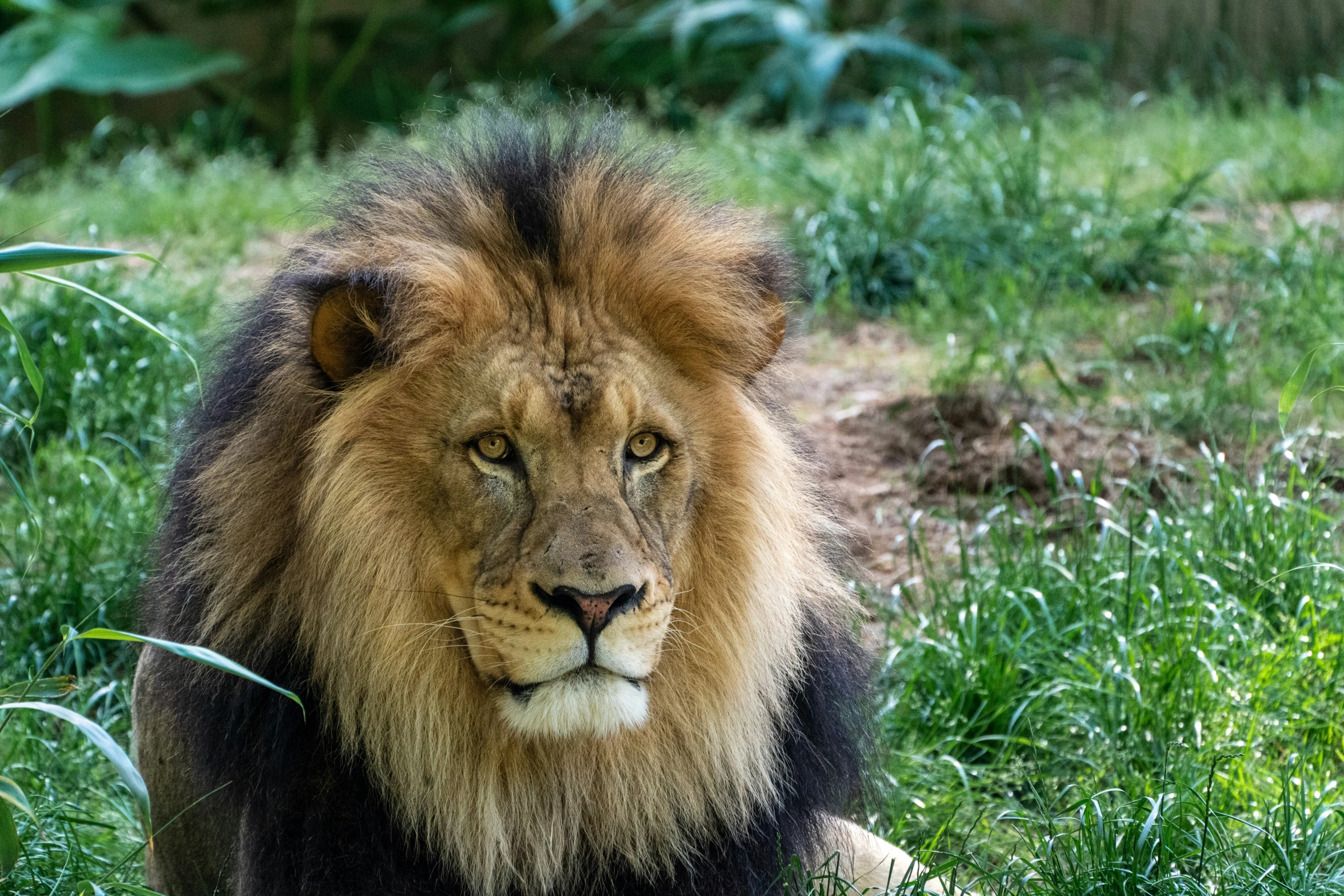 a big lion is standing in the grass