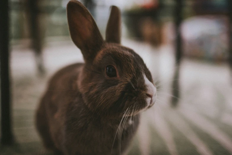 a rabbit in front of several wooden tables