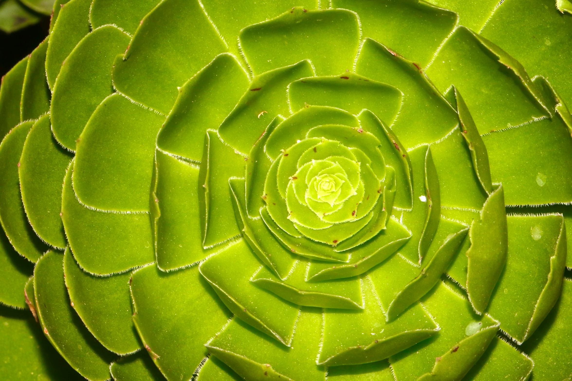 a very large green flower with small drops of water on it