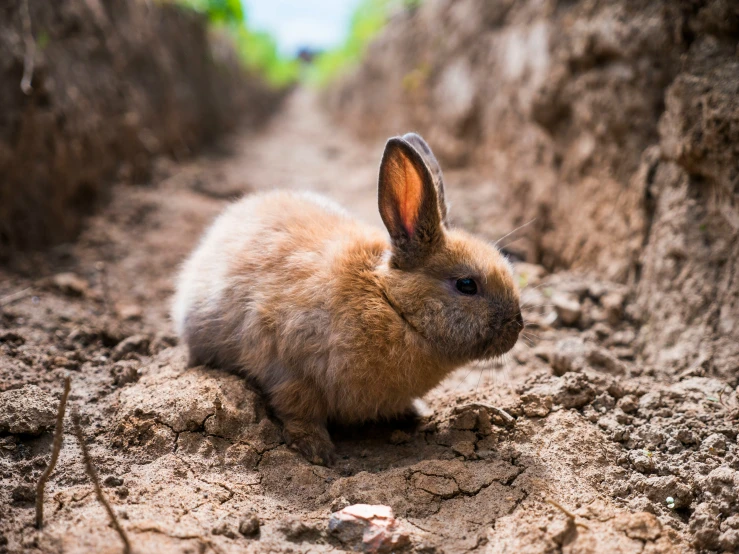 small bunny laying on top of dirt next to a field