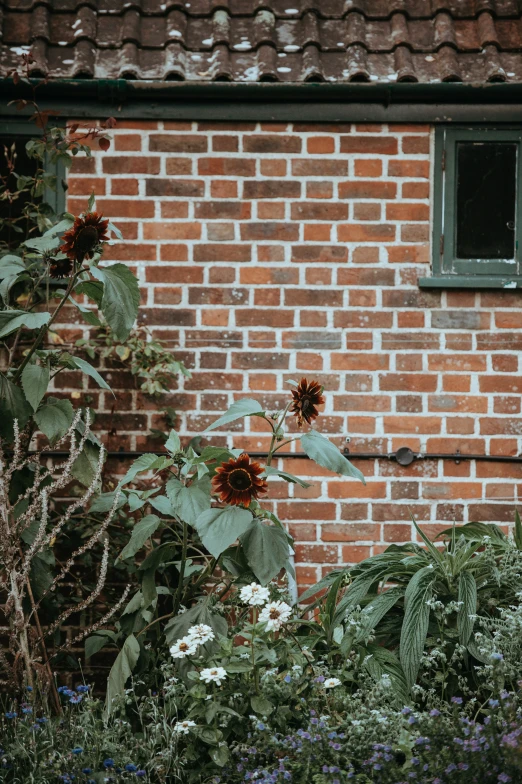 large sunflowers grow next to a brick wall