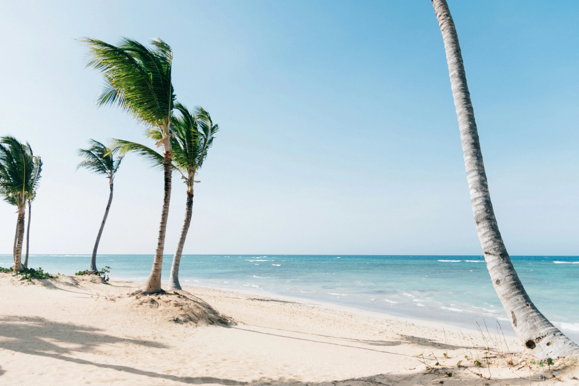 palm trees on the beach with waves in the background