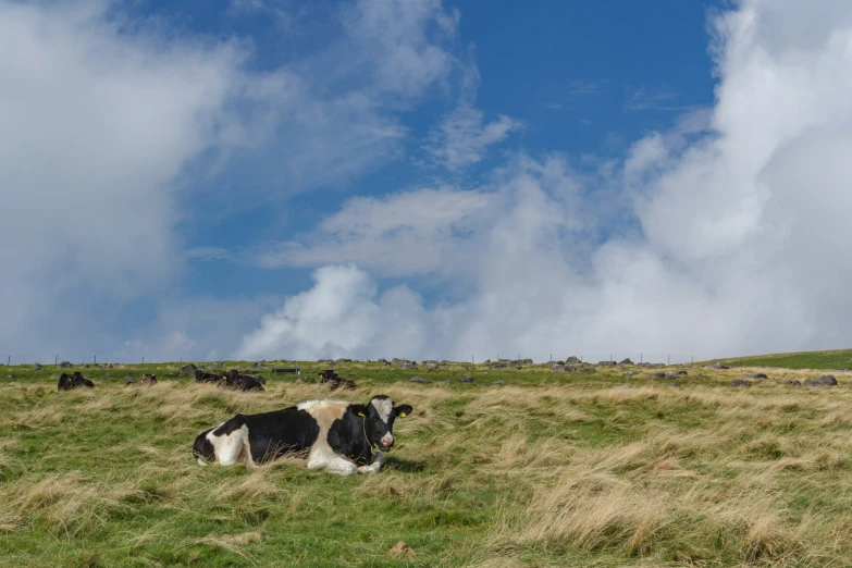 two cows laying on top of a lush green hillside