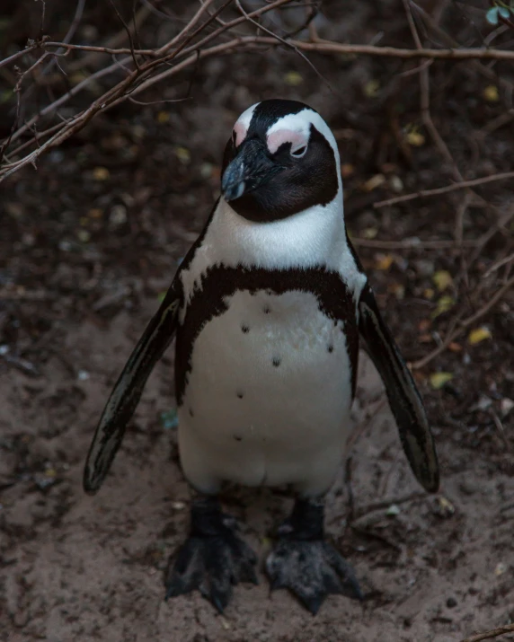 an image of a penguin walking around on a dirt patch