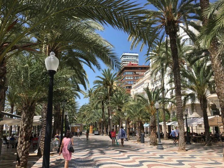 palm trees along the sidewalk of an inner park