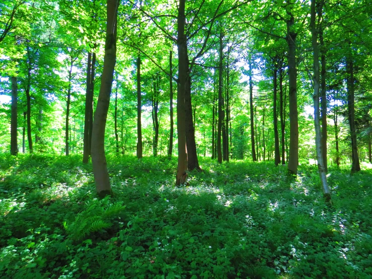 an area that is very nice with a bunch of trees