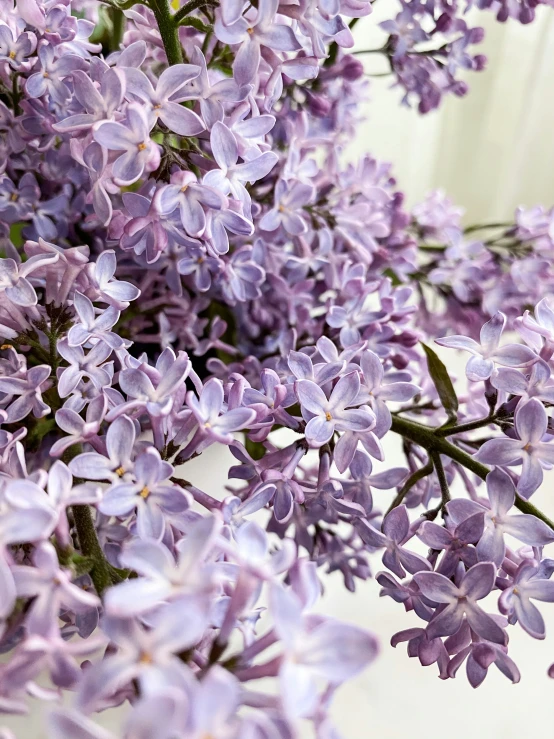 some purple flowers and one stem has green leaves