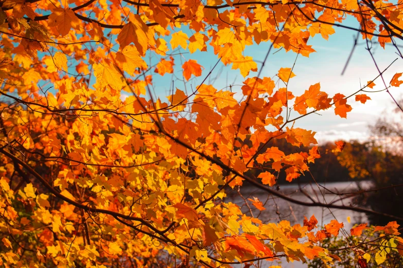 orange leaves against the blue sky and water