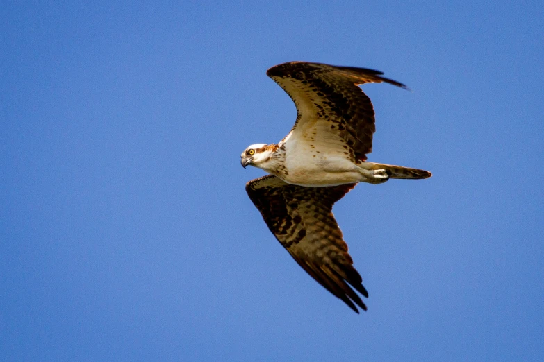 a large bird flying in the sky with its wings spread