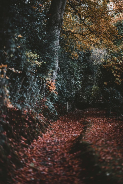 a forest filled with lots of trees and leaves