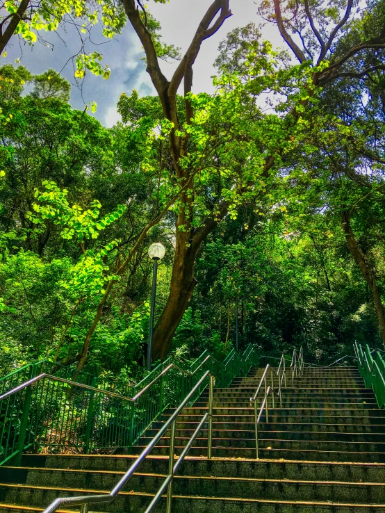 some steps to go up and down near the trees