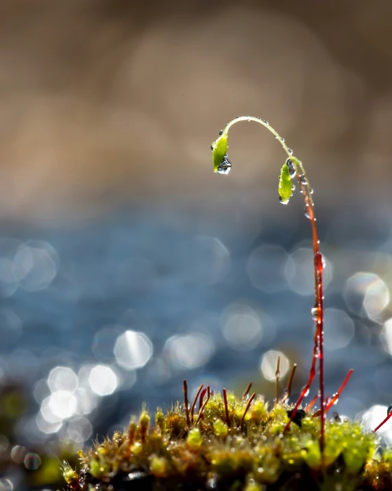 a small plant sprouting out from the ground