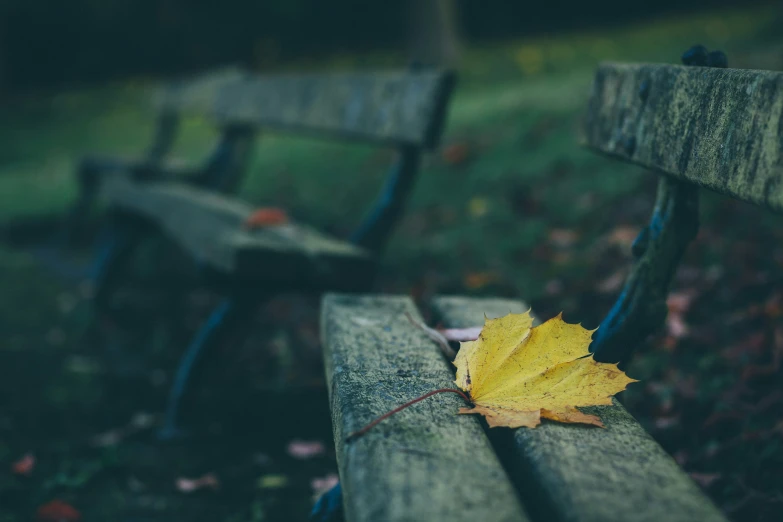 a single leaf on a bench in a park