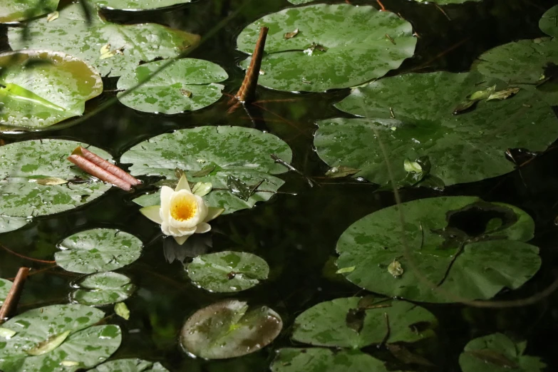 lily pad in pond with bug and water drops